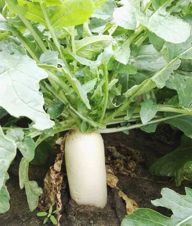 【爱农优选】农户夏秋种植萝卜,选择这个偏耐热品种可试种下,产量高