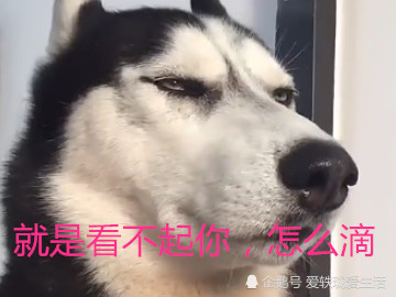 这只"蔑视"二哈火了:就是看不起你,怎么滴?网友:打一架吧!