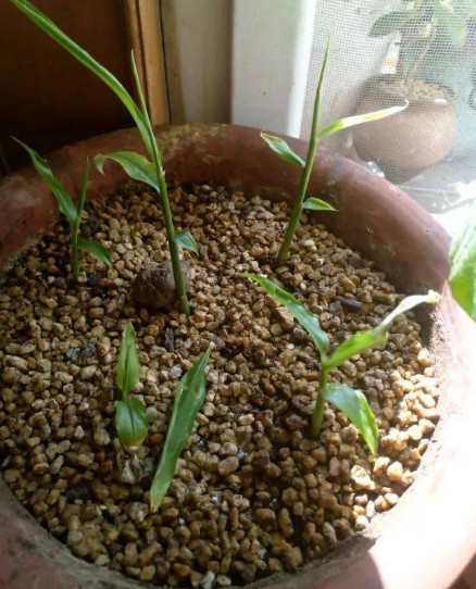 教你不花钱种出"富贵竹",只需要几块"它",埋土里嫩芽呼呼冒