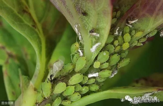 蚜虫用它治 一天死光光 持效期可达21天 蚜虫永无抗性