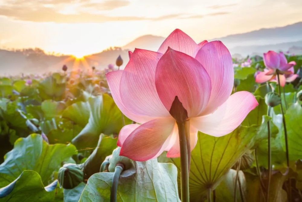 宋英杰|大暑：轻罗小扇扑流萤