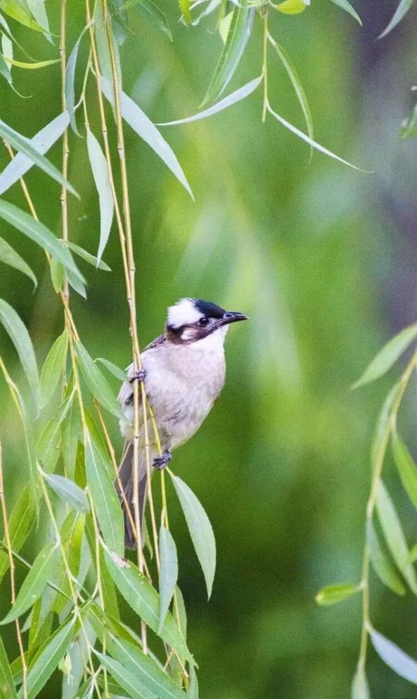 鳥類攝影:夏日的鳥兒叫喳喳