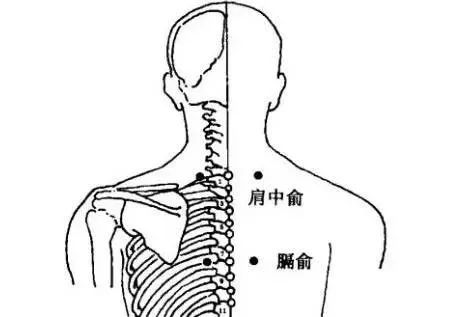 可以缓解咳嗽,气喘,肩背疼痛.6,肩中俞缓解肩背颈项痛,落枕,肩周炎 .