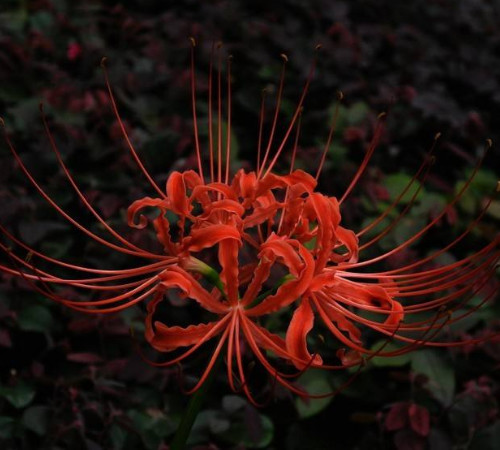 心理测试：你觉得哪个彼岸花最凄美？测你前世是为谁而死！_腾讯网