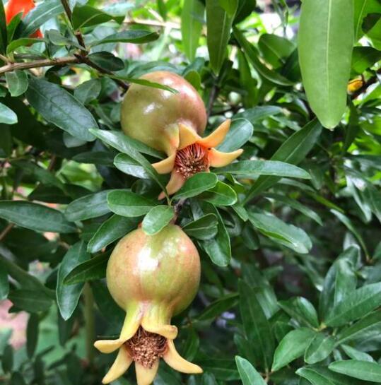 养盆栽石榴 一个技巧 越长越旺 花多花艳 果子多 秋天能吃了