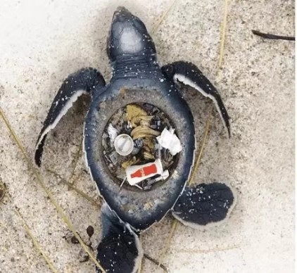 垃圾满腹的海龟