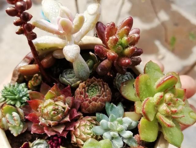 来点自制 高颜值 液肥 多肉长得快又肥