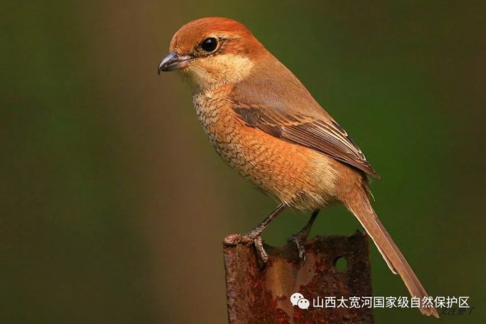 雌鸟头顶颜色与雄体相似,贯眼纹为栗褐色不完整,仅限于眼后.