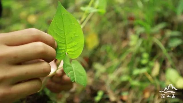 到現在為止我還是很好奇這個植物的學名叫什麼,但一定他和文王一支筆