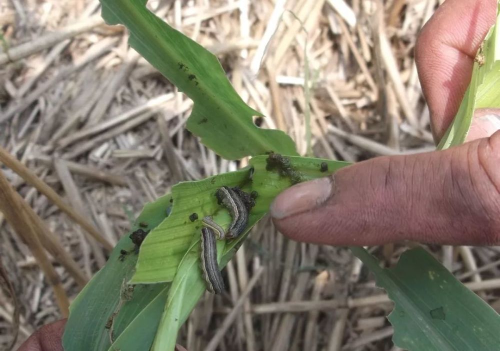 1,玉米螟:玉米螟俗称钻心虫,属鳞翅目,螟蛾科,是玉米的主要虫害.