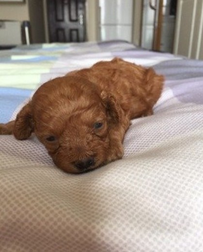 5万一只茶杯犬 但你知道它是怎么来的吗 看完我再也不买