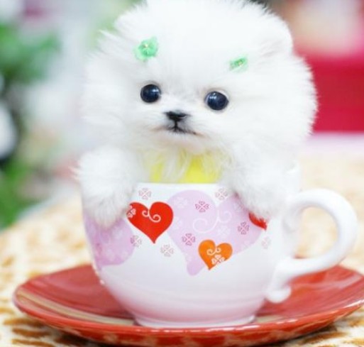 5万一只茶杯犬 但你知道它是怎么来的吗 看完我再也不买