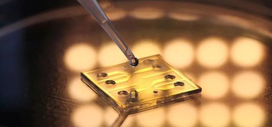 再创丨高效检测有毒物质——王宝俊组开发低廉易用的全细胞生物传感器