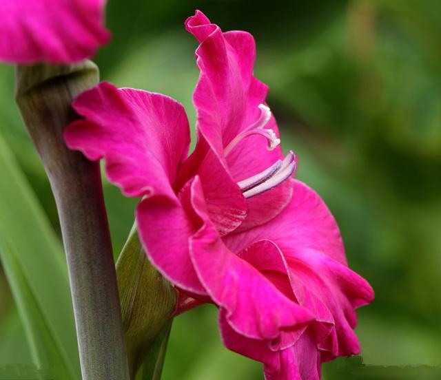 6种夏季开的花 夏日花卉的主角 懂花的人会将它们带回家 百合 风雨兰 花卉 唐菖蒲 马蹄莲 阿宏 小木槿