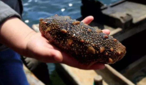 网友在日本买到超胖海参,好看却不能吃,网友:吃货也有怂的时候