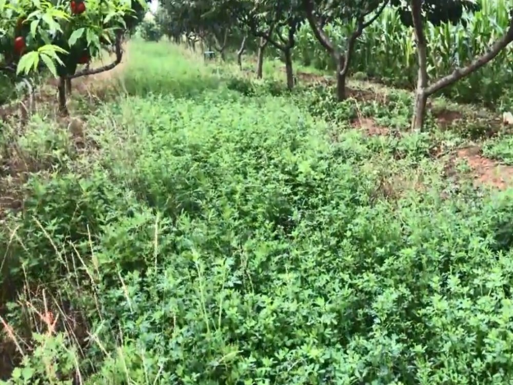 农村一种常见的野菜 维k高于一切蔬菜 口感软嫩俗称 金花菜