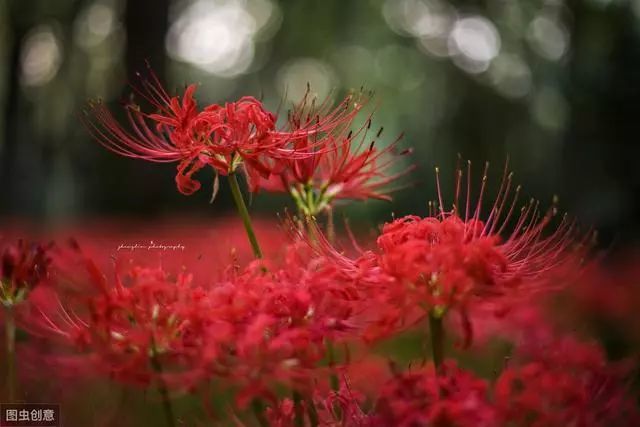 彼岸花,花開花有淚,葉落葉傷悲