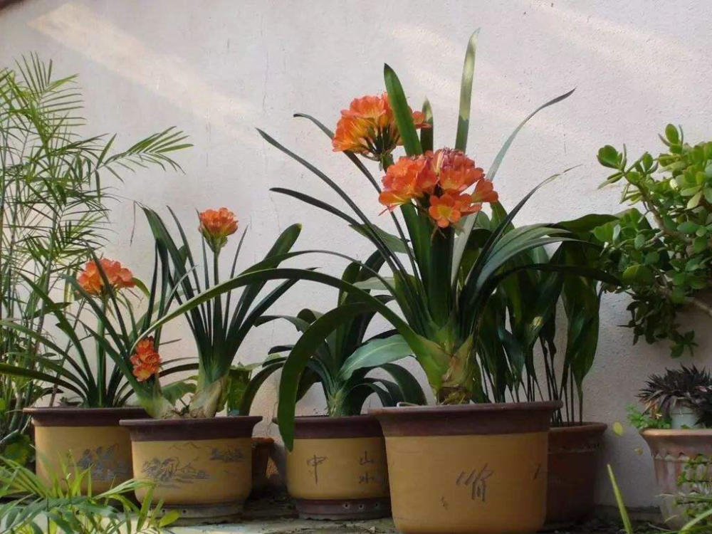 养花怎么施肥 10天给一勺 此肥 叶片油绿发亮 花儿猛开