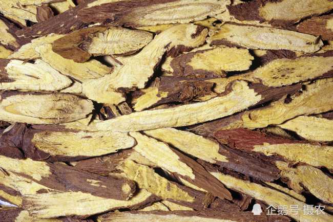 根似一根鸡腿,人称"甜根子",曾是农村娃零食,现在一斤20元