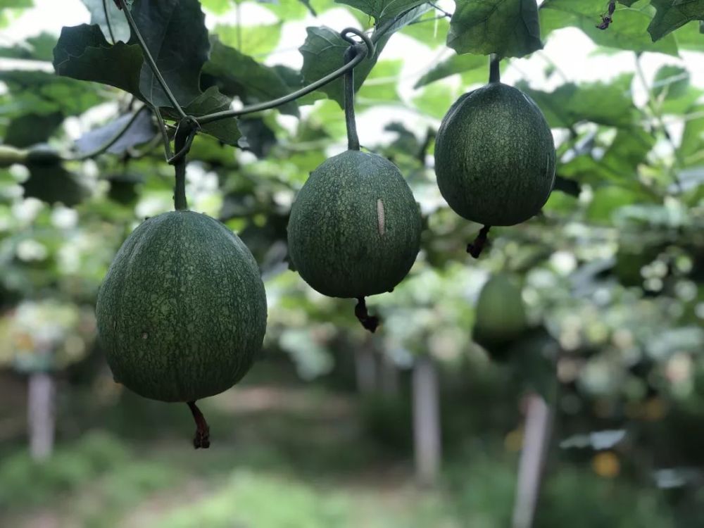 庐江县石头镇:小瓜蒌有了大市场