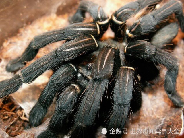 腾讯内容开放平台