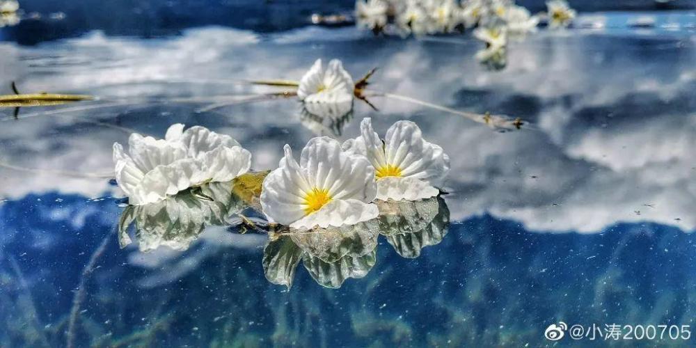 这花长水里 开出漂亮小白花 捞出来能做菜吃