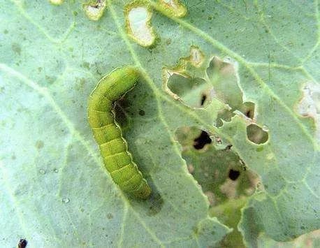 农药复配 杀虫效果翻倍 一次能管天 腾讯新闻