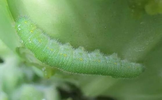 甲维茚虫威专杀顽固害虫喷一次能管20天