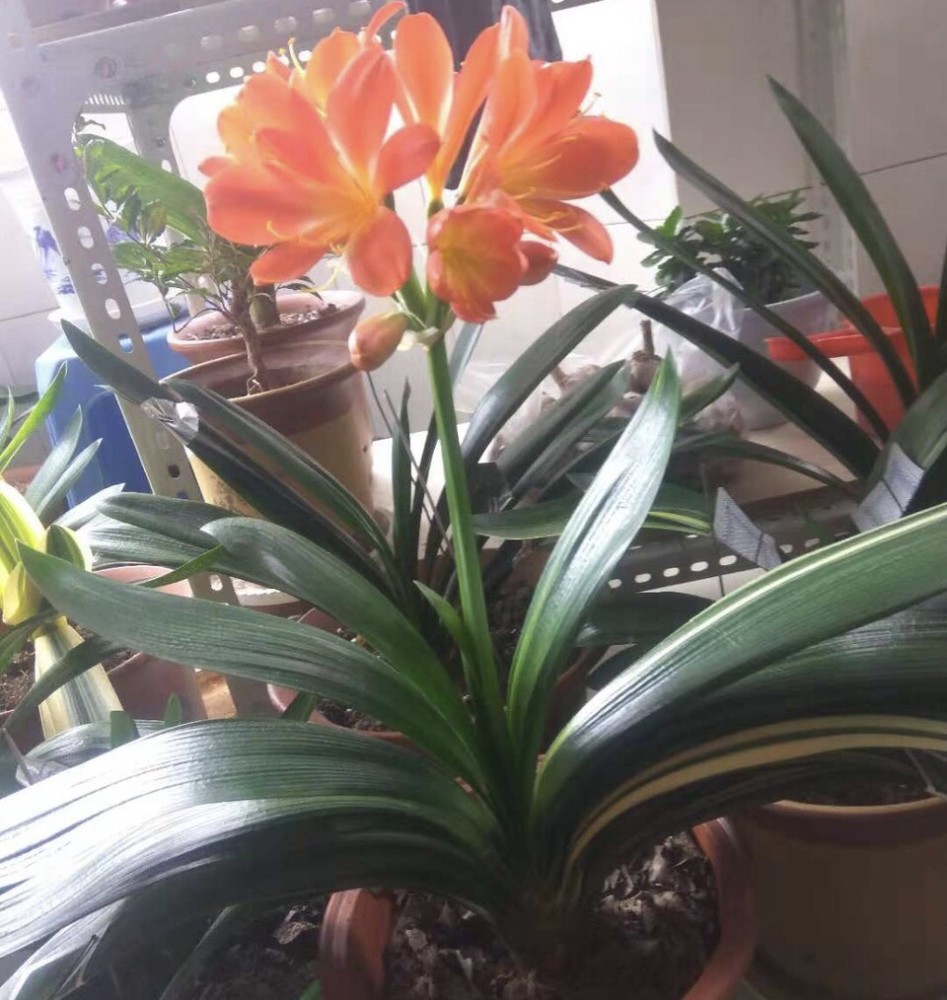 2种促进植物开花的 万能肥 花期前 浇水加一勺 蹭蹭冒花苞