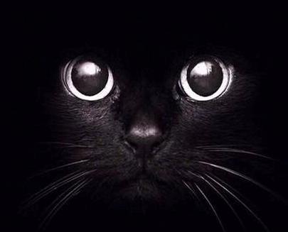 黑猫只在国内不受待见 在美国 有约13 的人表示不会收养它们