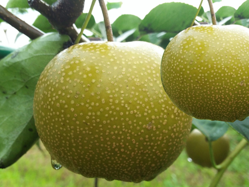 我国优良梨树品种有哪些 砂梨系统 梨大果可重达2100克