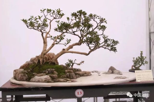 郭少波树石盆景《新时代 中国梦》赏析