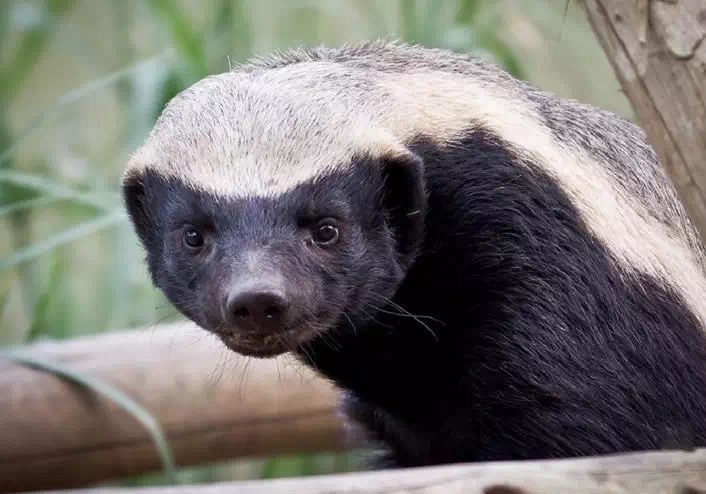"平头哥"的学名叫做蜜獾.蜜獾其实是鼬科蜜獾属下唯一的一种动物.
