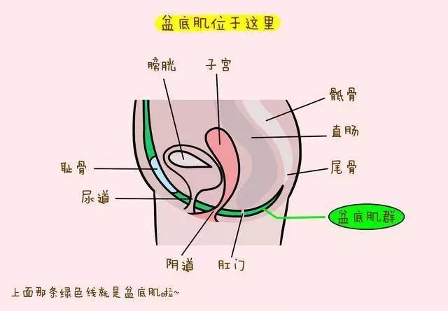 如何做好盆腔的产后修复市场套路太深别被坑骗啦