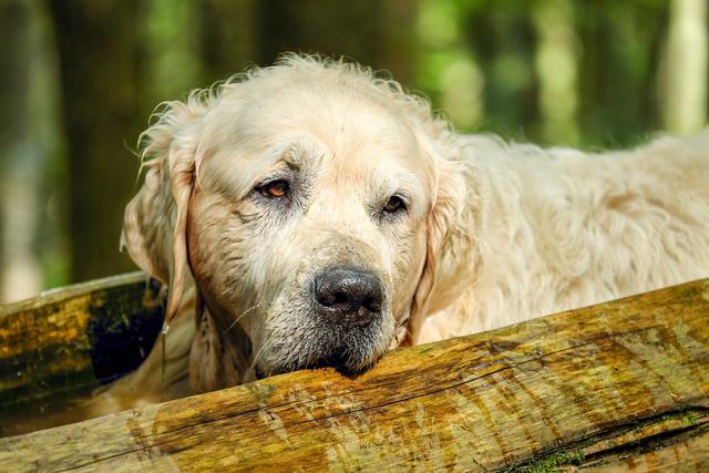 老年犬常见眼疾 以及吃什么有助于狗狗眼睛健康 一篇文全告诉你