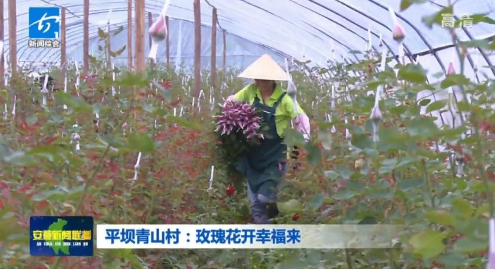 平坝青山村 玫瑰花开幸福来