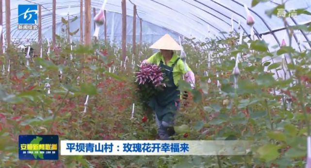 平坝青山村 玫瑰花开幸福来 腾讯网