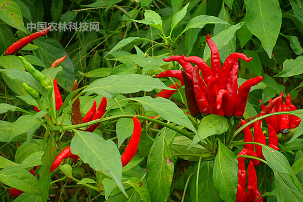 惊险刺激张家界大峡谷!一县一品公益助农湖南慈利洞溪七姊妹辣椒