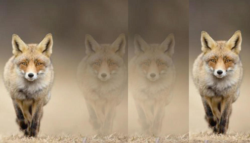 影视剧里 讲来讲去的狐妖 狐仙 九尾狐到底是什么来历