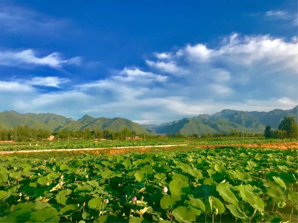 近期来高塘镇看荷花的注意了