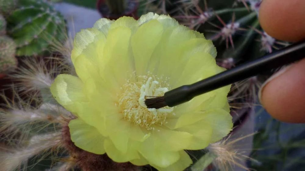 学会给花卉植物授粉的技巧 都不用买种子 每年都能播种繁殖