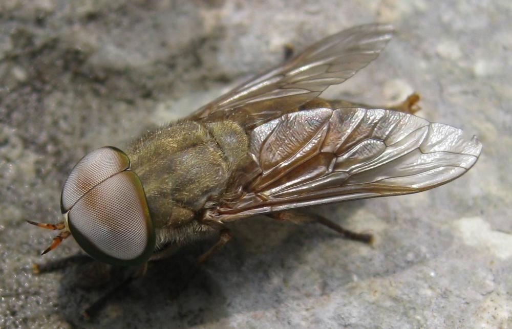 在四川 白天吸人血的黑猫子 到底是什么动物