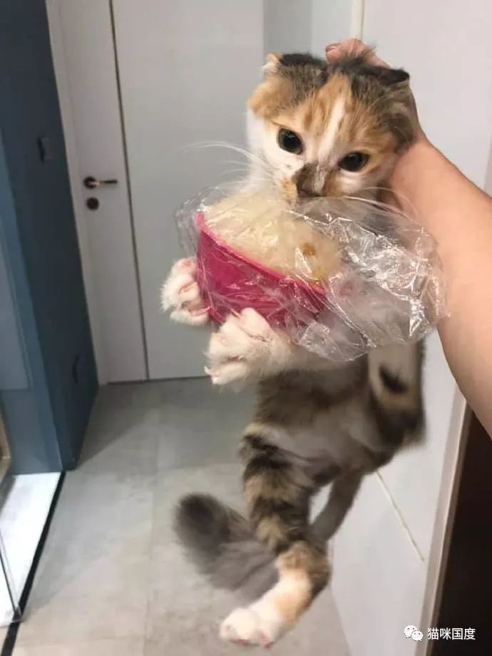 铲屎官家里的猫咪,偷吃东西特利索,还相当倔强