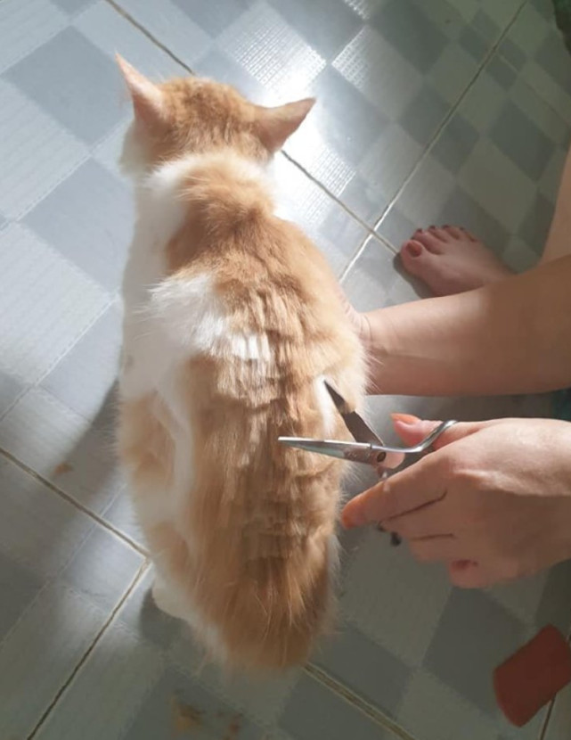 主人给猫咪剪毛发,结果相当失败,网友:鸡毛掸子了解一下