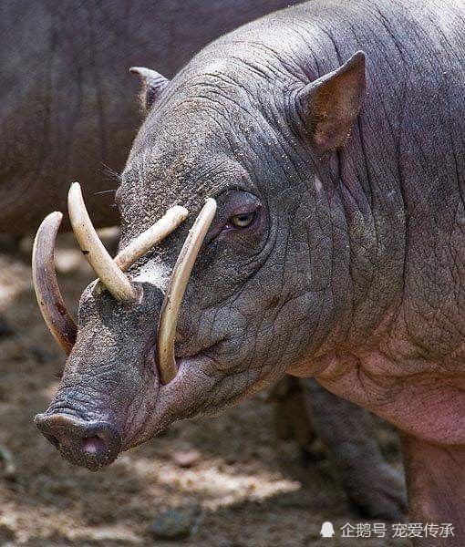 猎猪犬到底有多猛,咬掉壮男半个膀子,这种狗比野猪更凶险