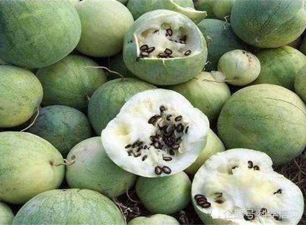 沙漠里的这种"西瓜"有剧毒,就算再渴也不能吃