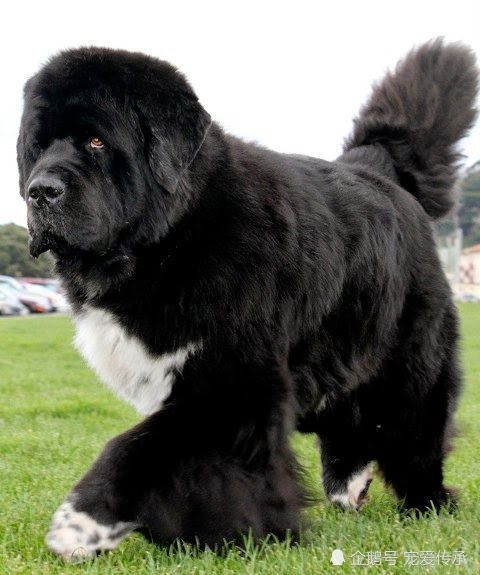 世界4大獒犬,平分猛犬天下,中国两獒入围,此2将可完爆藏獒