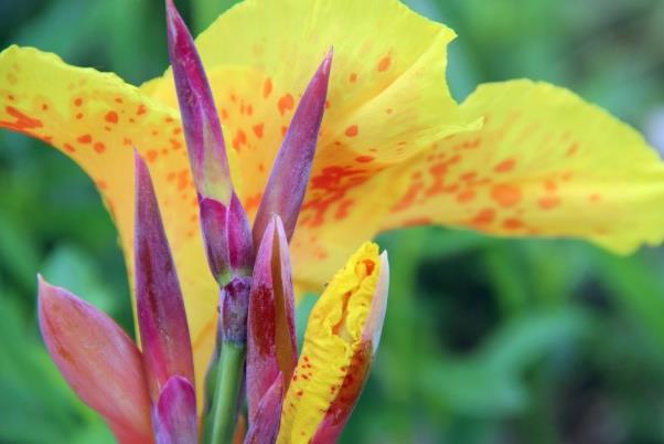 山林中的野魔芋花,开得很漂亮,根部可以做魔芋粉