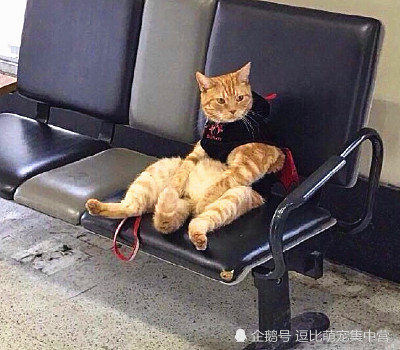 这是一只u201c老老实实u201d的猫咪，坐在车站座椅上，让人感到莫名心疼