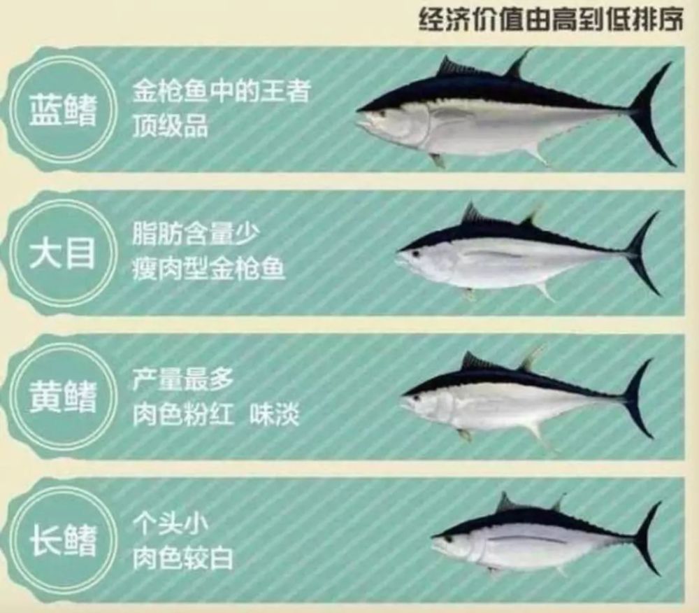 中产阶级海鲜食用指南 日料刺身都有哪些鱼 上 腾讯新闻